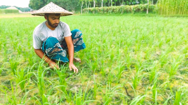 Paddy price drops by Tk 400 per maund, farmers suffer losses