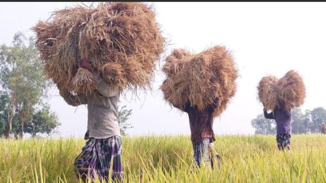 Transport Shortage Drags Down Paddy Prices in Tanore