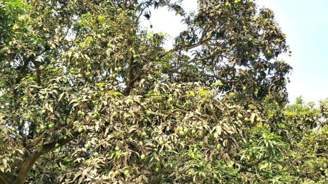 Rajshahi's mango trade potential worth Tk 800 crore