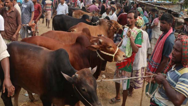Cows are being sold by weight at the farm