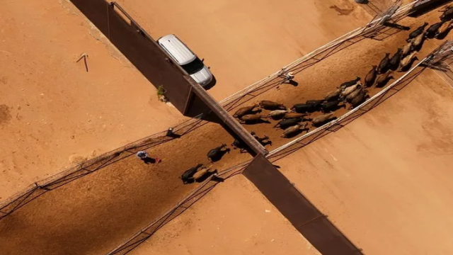 US to Reopen Cattle Ports Along Mexican Border in August After Screwworm Outbreak