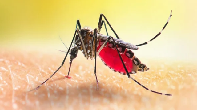 Bangladesh Records 730 New Dengue Cases, 2 Deaths in 24 Hours