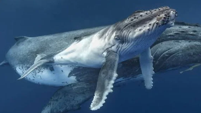 Researchers Document Rare Case of Humpback Whale Grieving Stillborn Calf off Australia