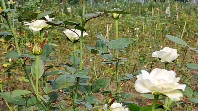 Rose cultivation brings new hope to Sherpur's Garo Hills