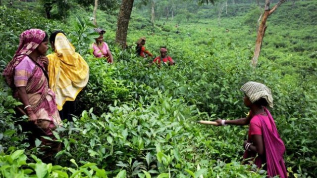 Gas, Power Shortages Bring Sylhet Tea Industry to a Standstill