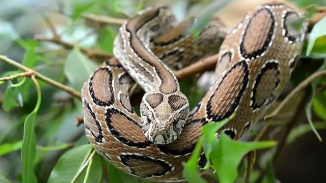 Venomous Snakes Leave Forests, Enter Human Settlements Across Sylhet