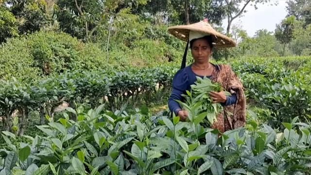 Tea Workers Struggle with Low Wages Despite Rising Production
