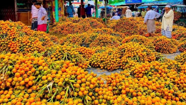 Bumper Betel Nut Harvest Brings Smiles to Farmers in Teknaf