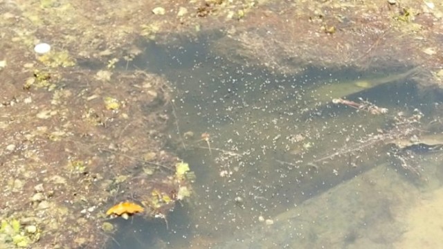 Deteriorating TTC Pond Sparks Health Crisis