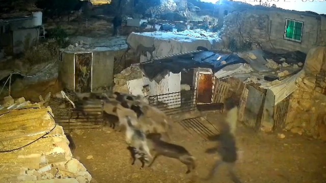 Palestinian Farmers Allege Livestock Theft by Israeli Settlers in West Bank