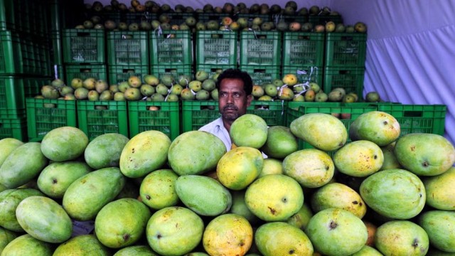 Japan Suspends Indian Mango Imports Over Pest Control Concerns