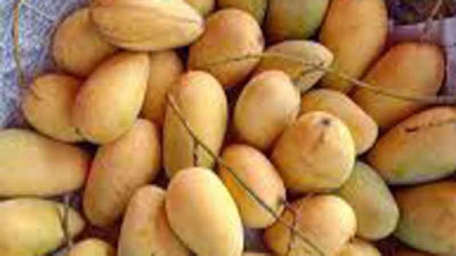 Katimon Mangoes Bring New Hope, Higher Returns to Rajshahi Farmers
