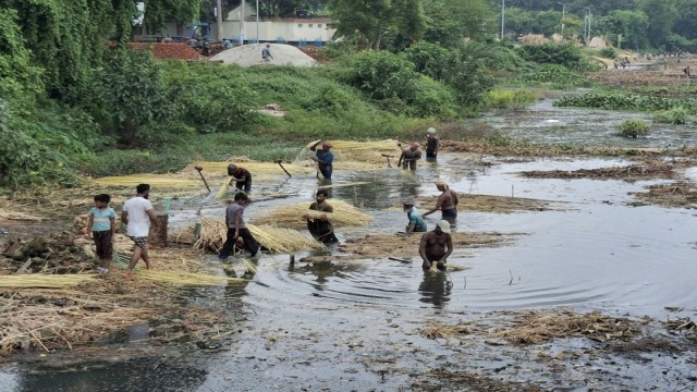 Rajshahi Jute Farmers Eye Tk 549 Crore Trade as Prices Rise